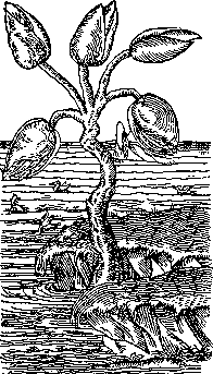 The Barnacle Tree
